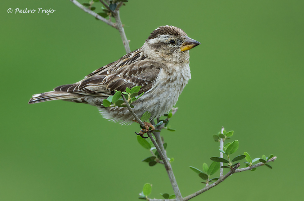 Gorrion chillon (Petronia petronia)